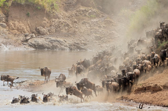 Wildlife Safaris in Kenya