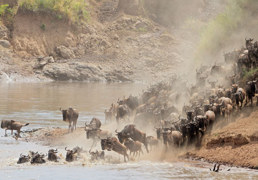 Wildlife Safaris in Kenya
