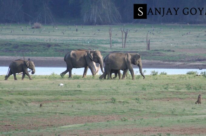 The Only One-Day Kabini Guide You Need When You Visit Home Of Tuskers And Tigers