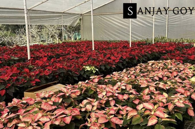 Best Nurseries In Delhi To Buy Plants At For Building A Green Sanctuary At Home