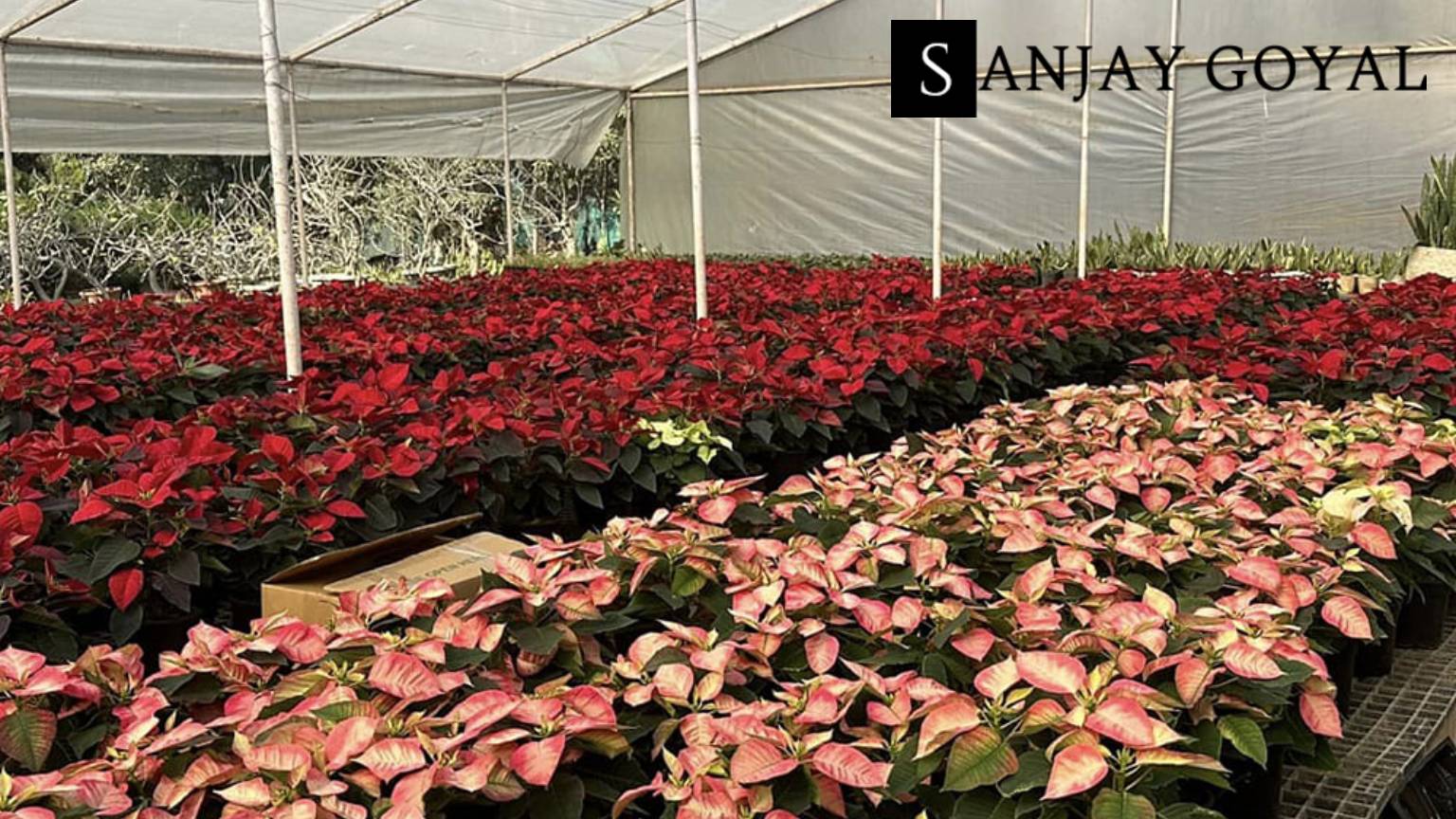 Best Nurseries In Delhi To Buy Plants At For Building A Green Sanctuary At Home